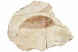 Eocene Fossil Bladdernut Leaf (Staphylea) - Nevada #189607-1